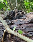 Leafcutter ants