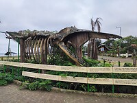 Walvis skelet