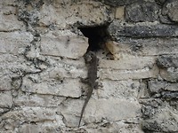 DSC06196