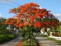 DSC07534