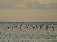 DSC04991