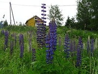 DSC02549