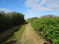 DSC03064