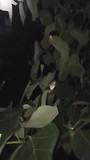 De vogeltjes slapen