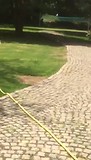 Leguaan in de voortuin