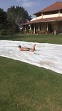 De buikschbaan testen!