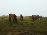 Paarden op de berg