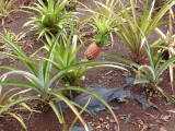 Ananas plant