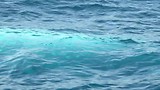 Migaloo