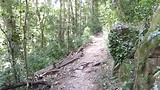 Whipbirds