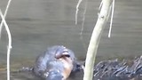 Vogelbekdier