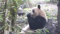 Pandacentrum