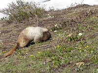 Bergmarmot