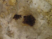 Lewis & Clark Caverns