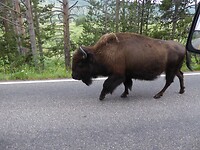 Yellowstone