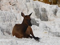 Yellowstone