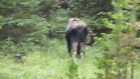 Eland