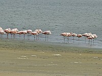 Paracas