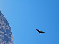 Colca Canyon