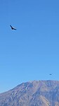 Condors