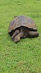 Galápagos