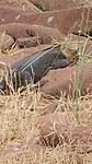 Galápagos