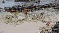 Galápagos
