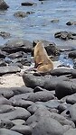 Galápagos