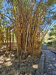 Botanische tuinen