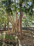 Botanische tuinen