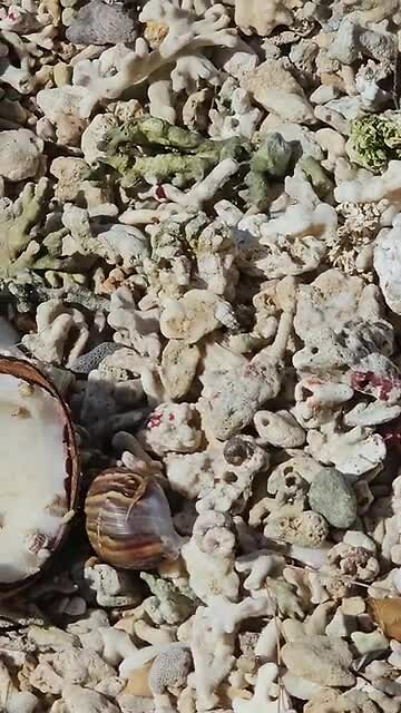 Kleine diertjes op Sara Beach