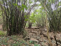 Nahehe Cave
