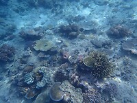 Snorkelen