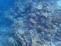 Snorkelen