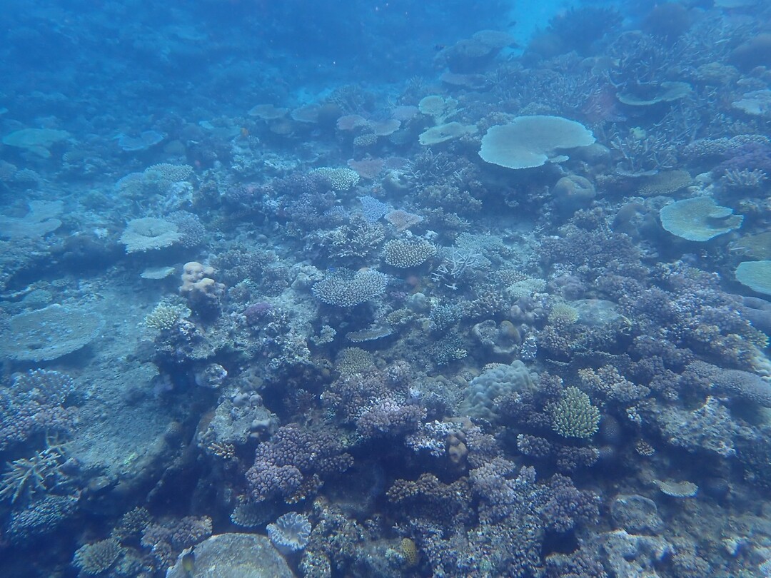 Snorkelen