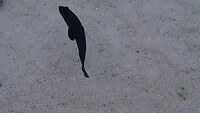 1000028107