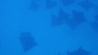 1000028707