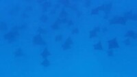 1000028715