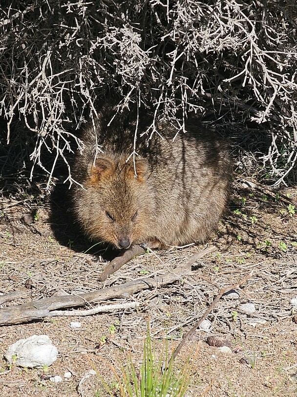 Rottnest Island