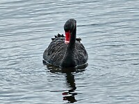 Swan River Area