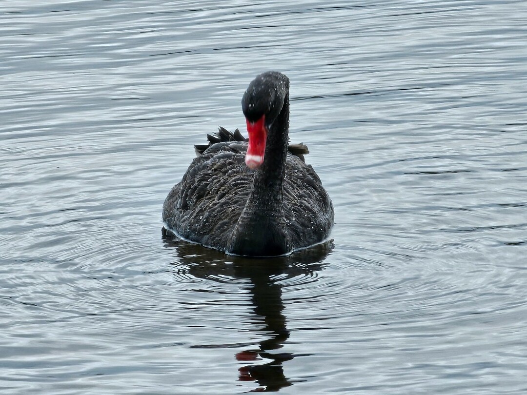 Swan River Area