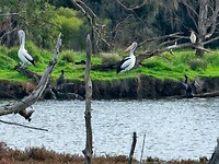 Swan River Area