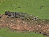 Broome