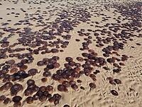 Broome