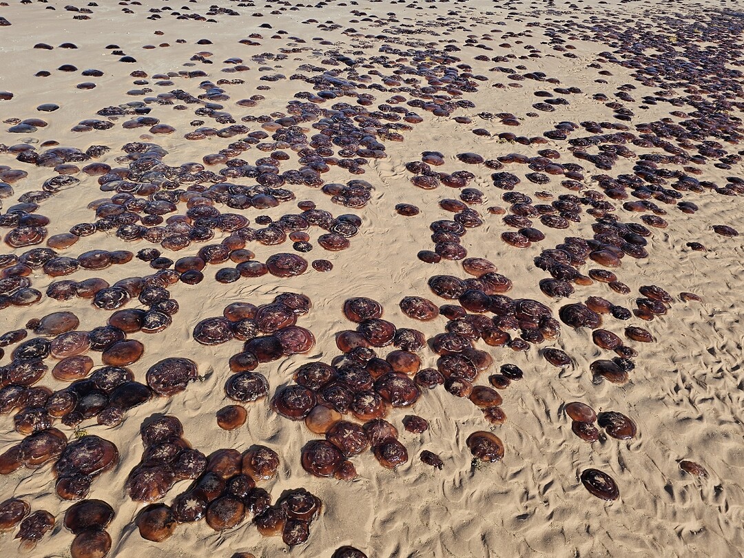Broome