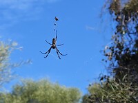 Broome Bird Observatory