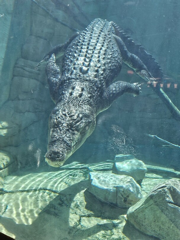 Darwin