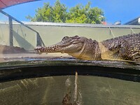 Darwin