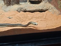 Darwin