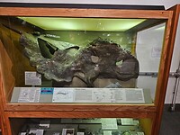 University of Alaska Museum of the North